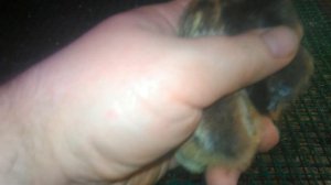 Как определить пол цыплят.  Различие цыплят по полу. 05.03.2020.