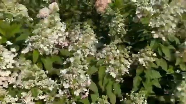 Гортензии Даймонд руж, Пинки винки смотреть онлайн