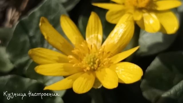 5 дел которые нужно сделать ДО ВЕРБНОГО ВОСКРЕСЕНЬЯ 9 апреля. Что нельзя делать в Вербную Неделю. смотреть онлайн