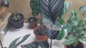 Мои марантовые/ уход/ проблемы с листьями