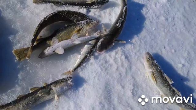 Покатушки по северам Сахалина_зима 2020. Продолжение. День 2-ой, ч.2.(рыбалка на заливе) смотреть онлайн