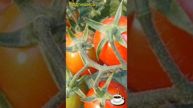 ☝️ЧЕРНЕЮТ ??? ПОМИДОРЫ???ЧТО ДЕЛАТЬ???? смотреть онлайн