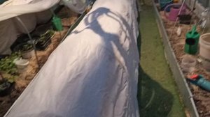 Высаживаю помидоры ночью, хорошо что есть свет в теплице