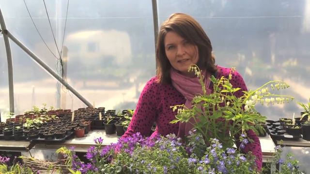 Blackfordby Nursery 9 April 2016: Veronica, Campanula and Ladies in the Bath смотреть онлайн