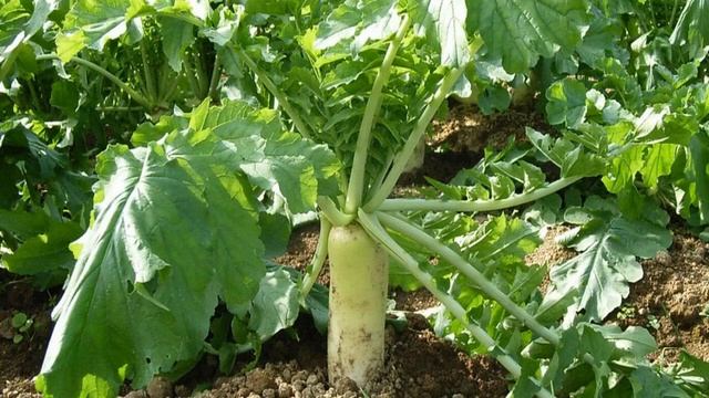 Посадка редьки Дайкон в июле и августе 2021 года: благоприятные дни смотреть онлайн
