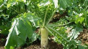Посадка редьки Дайкон в июле и августе 2021 года:  благоприятные дни
