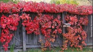 ❀ Многолетние быстрорастущие вьющиеся и плетущиеся растения для забора и беседок