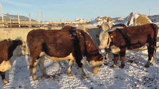 Бычки казахско-белоголовой породы часть 1Kazakh white-headed breed of beef cows ENG SUB