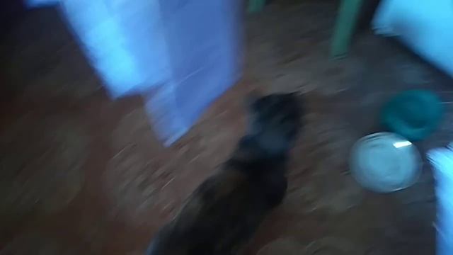 Содержание кошек в доме. Завтрак для кошек. Эти милые котята.