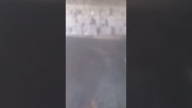 Продается бык производитель швицкой породы 2 года цена 700000 тг. смотреть онлайн