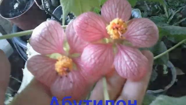 ЦВЕТИКИ СЕЙЧАС! Фото моих цветущих растений сейчас. смотреть онлайн