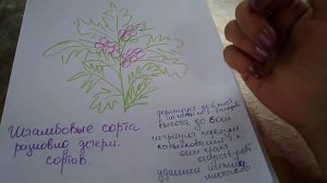 ХАРАКТЕРИСТИКА И ФОРМИРОВАНИЕ ШТАМБОВЫХ СОРТОВ ТОМАТОВ ???