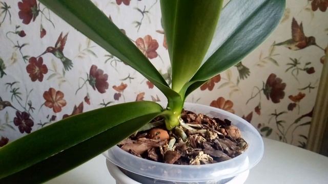 Орхидея заморозила рост цветоноса))) Какие могут быть причины?))) смотреть онлайн