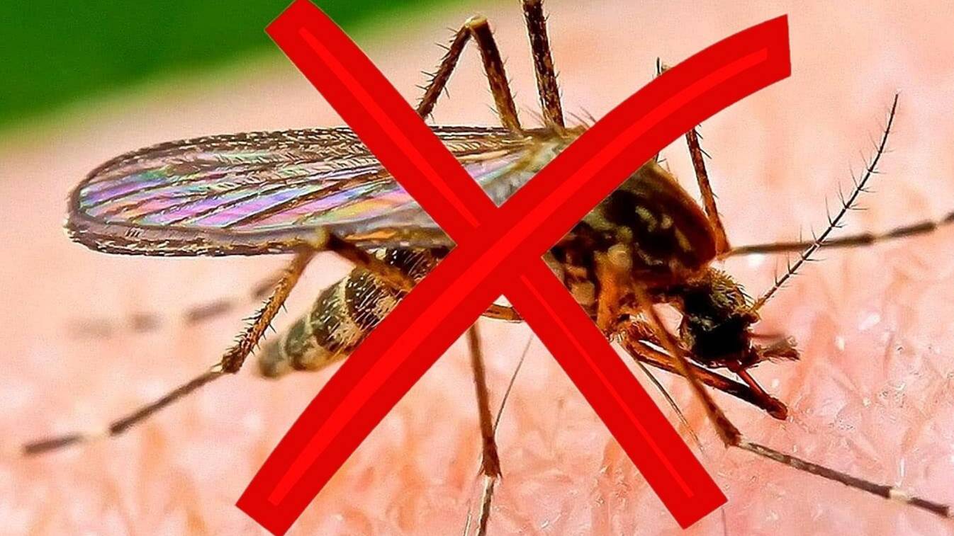 Как избавиться от Комаров. Лучший Народный метод. смотреть онлайн