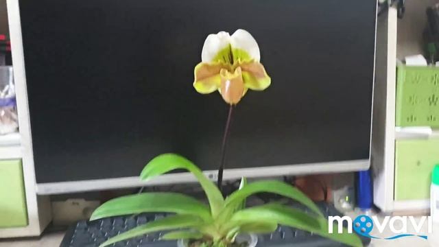 Орхидея башмачек пересорт ,Paphiopedium, смотреть онлайн