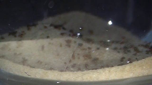 Triops granarius (przekopnica afrykańska) 3 смотреть онлайн