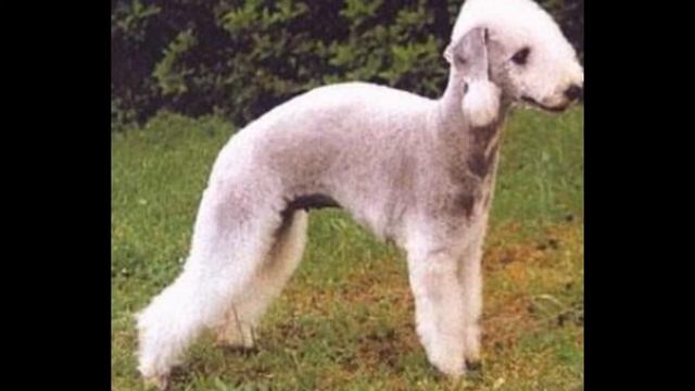 Bedlington Terrier (dog breed HD slide show)! / Бедлингтон - терьер ! смотреть онлайн