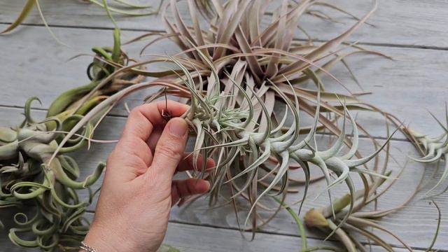 Как меняются тилландсии с годами жизни в комнатных условиях. смотреть онлайн