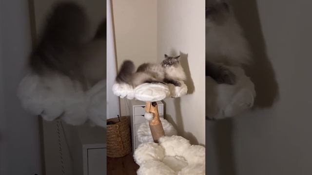 Пушистый тыгыдык смотреть онлайн