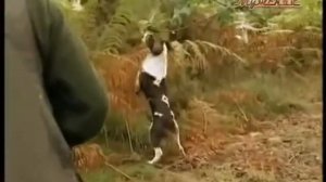 АНГЛИЙСКИЙ СПРИНГЕР СПАНИЕЛЬ