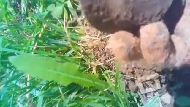 Старая кузница, Часть 1, металлоискатель МД 4030 находит много металла смотреть онлайн