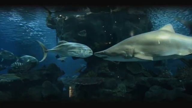 Blue planet смотреть онлайн