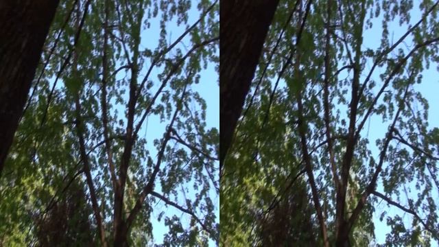 Trees in the Park in Full HD 3D смотреть онлайн