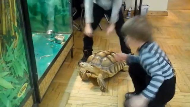 Черепаха и мальчики смотреть онлайн