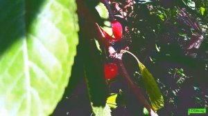 Чудо вишня, ранний сорт... Астрахань 2023г.