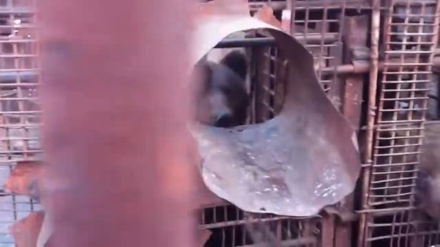 Мишка с подругой в Листвянке (Байкал) смотреть онлайн