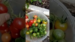 #Лучший# томат#Черри# Малинка#3октября#