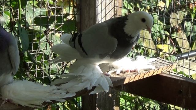 Белоголовые голуби / моздокские сизо-лысые /10.2014 смотреть онлайн