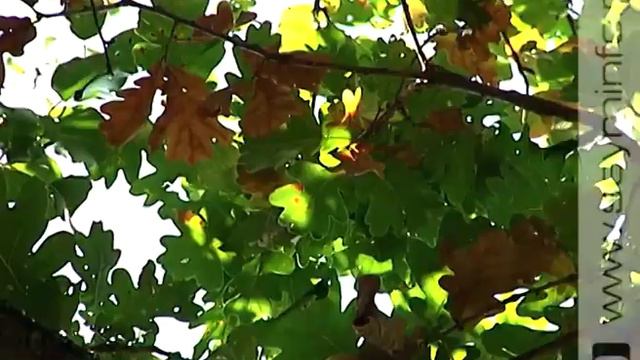 «Заповедная дубрава»: лесоведы организовали новую экскурсию для курян