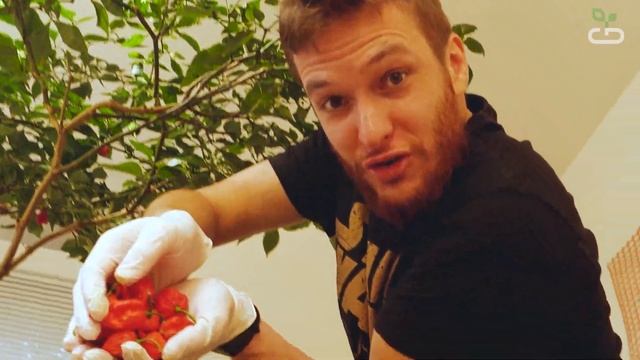 #32 Собираем жгучий перец Carolina Reaper Red ? | GrowBrothers #carolinareaper #жгучийперец #перец смотреть онлайн