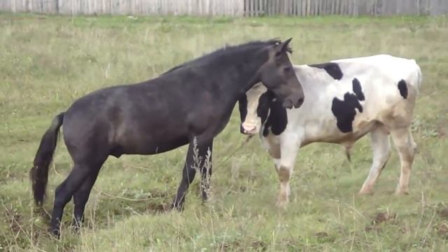Лошадь и бык смотреть онлайн