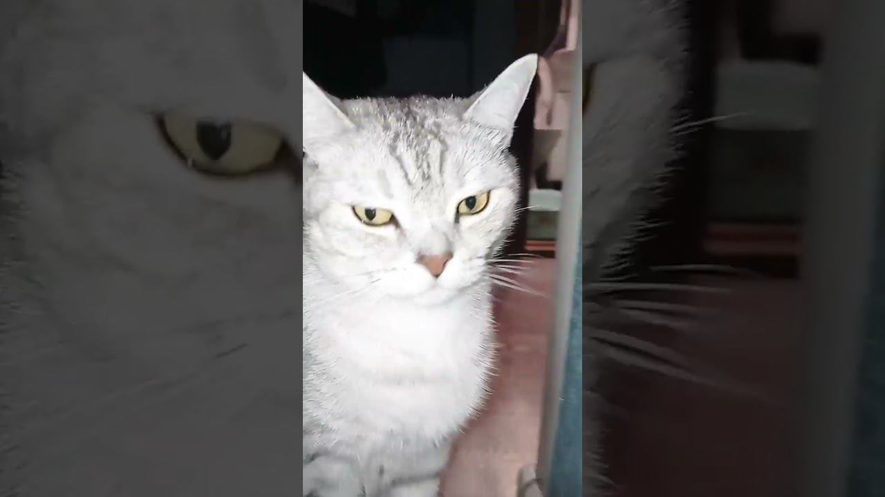 Милый котик #shorts смотреть онлайн