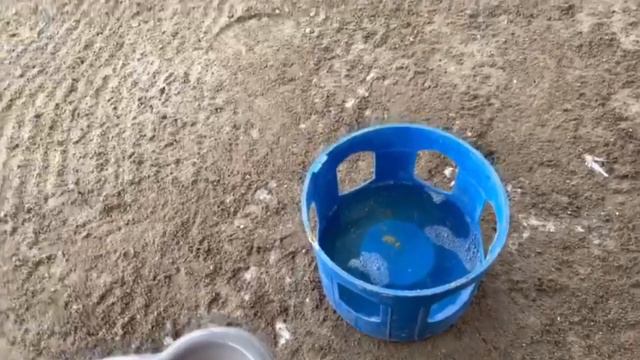 Голуби Ильи в Канаде! смотреть онлайн