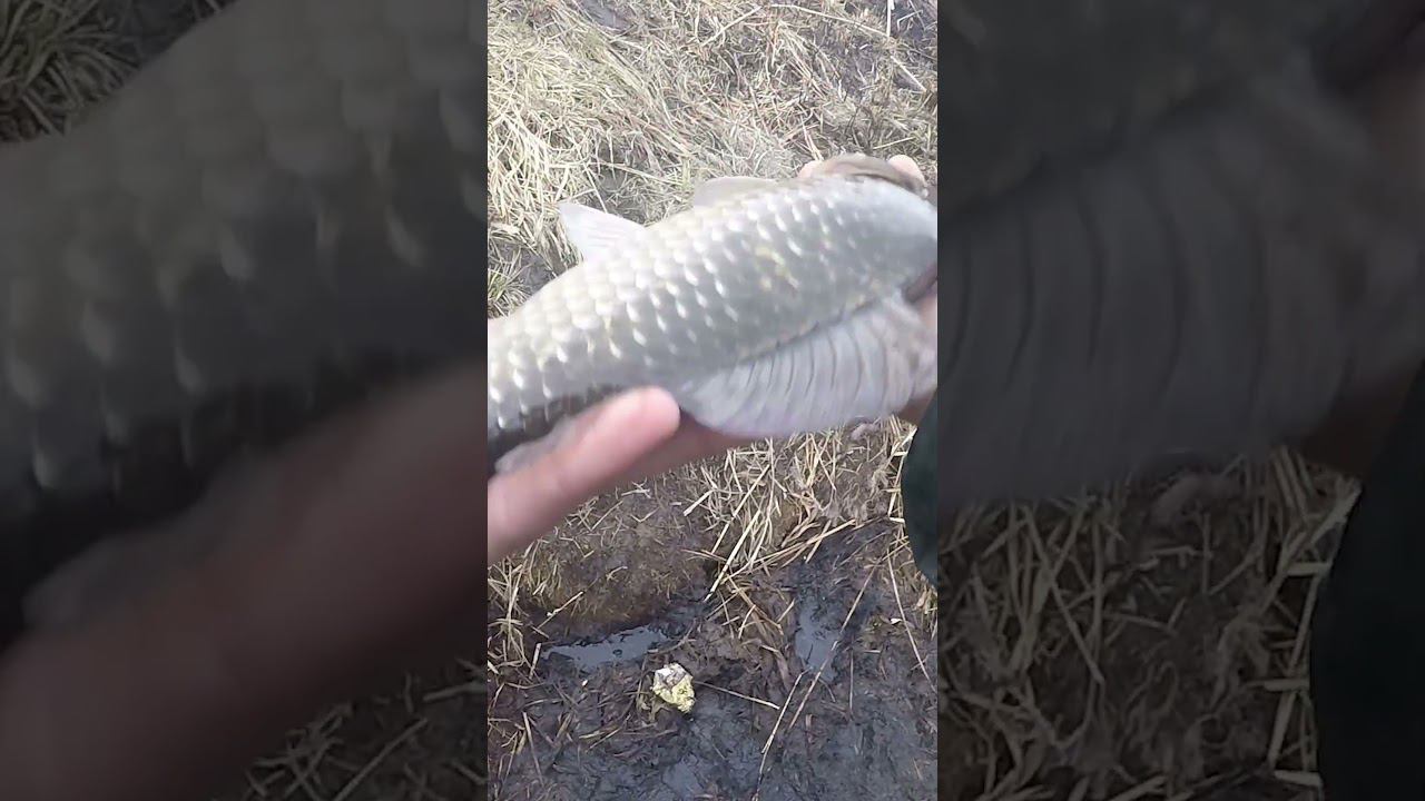 ПОКЛЕВКА КРУПНОГО КАРАСЯ. #рыбалка #ловлякарася #shortsvideo #fishing #carpfishing