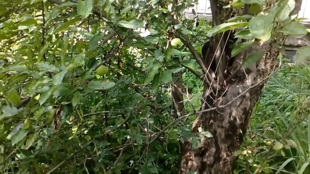 Վլոգ#5 - Влог#5 - Vlog#5 смотреть онлайн