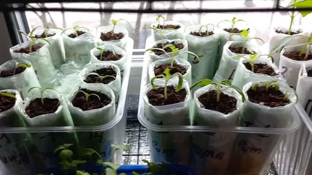 Огород в окошке. Рассада томатов и перцев в марте на окне.ТопСад смотреть онлайн