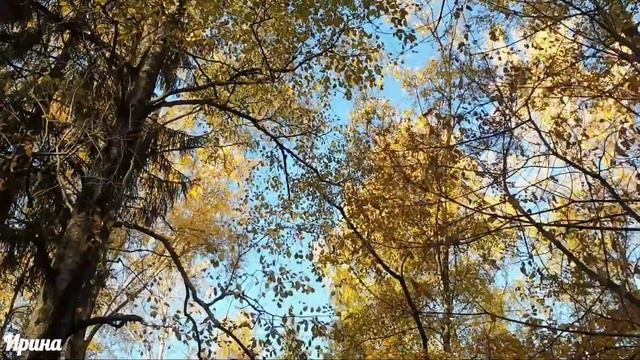 Здравствуй, ноябрь! Музыкальная открытка. Осенняя зарисовка. смотреть онлайн