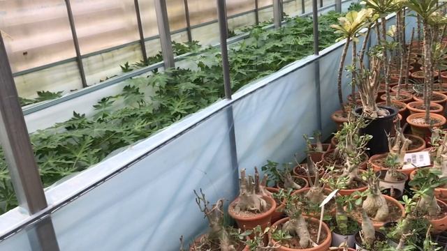 Homalomena Rubescens Variegated #ชมบุษราคัมสวยๆ #ในสวนดอกไม้ในเกา