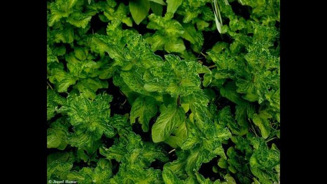 Строительные Шаги