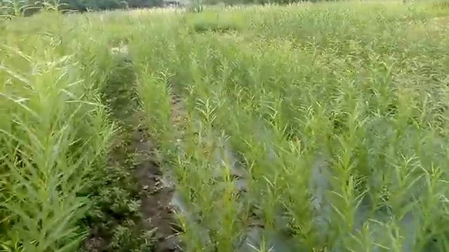 Полив лозы на пленке. Обзор посадок разных сортов лозы, роз, капусты. смотреть онлайн