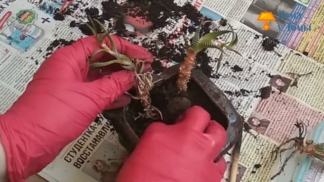 Обновила засохший кактус. Будет ли жить? смотреть онлайн