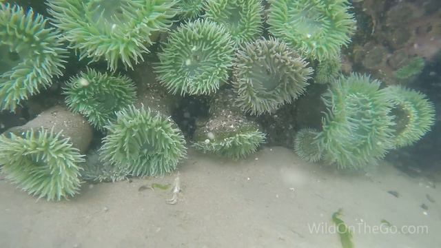 Tide Pools - Oregon Coast Pacific Ocean - Full Time RV Travel смотреть онлайн