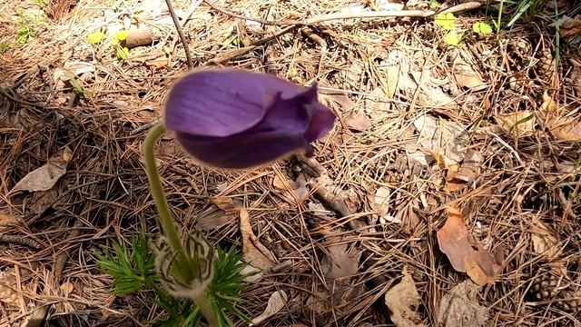 Дача в лесу #Сморчки и кабачки #релаксвидео#дача#подснежники смотреть онлайн