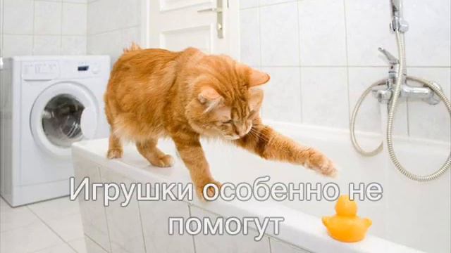 Если собираетесь купать кошку. смотреть онлайн