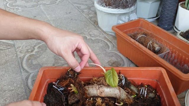 PLANT UPDATE: GIANT PHILODENDRON NODE CUTTINGS AFTER 21 DAYS | MrGibbs Vlogs смотреть онлайн