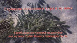 13. Барабулька желтоперая мелкозубая стая под музыку Yoshio Kimura Shirisugita No Ne